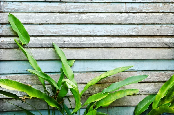 Зеленый лист на фоне текстуры деревянной стены . — стоковое фото