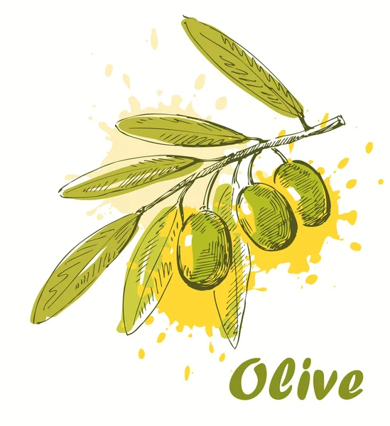 Vector olive — Stock Vector