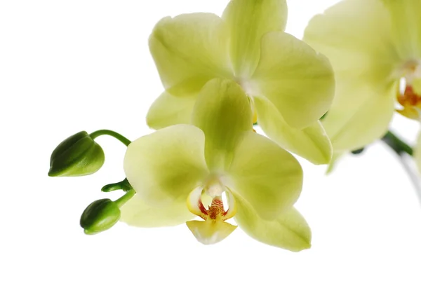 Green Orchid — Stock Photo, Image