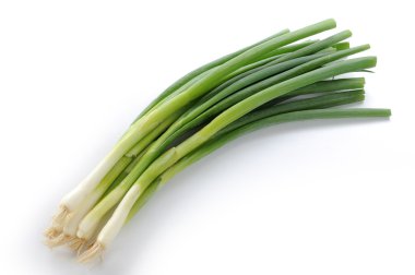 Green Onion clipart