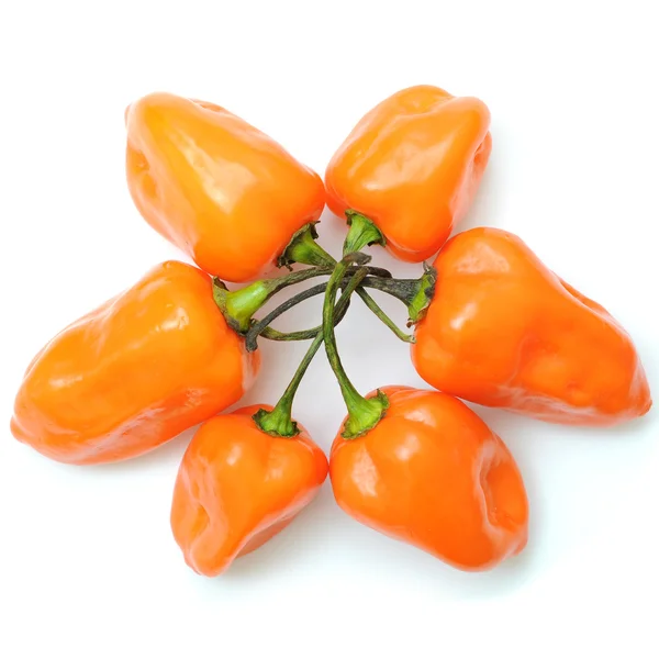 Hot pepper pattern — Stock Photo, Image