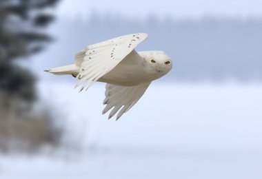 Snowy owl in Flight clipart