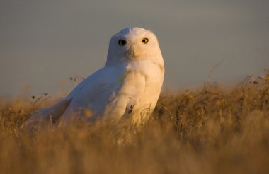 kar baykuşu gün batımında