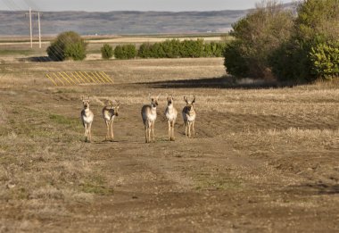 pronghorn antilop