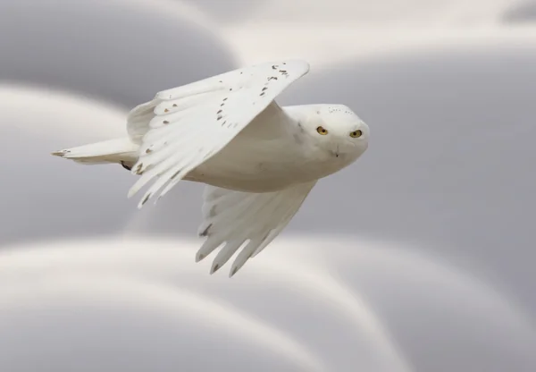 Snowy owl in Flight — Stock Photo, Image