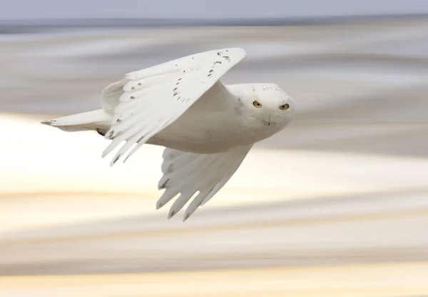 Снежная сова в полёте — стоковое фото