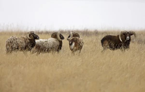 Europese grote hoorn schapen — Stockfoto