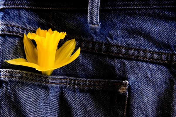 stock image Daffodil and Blue Jeans