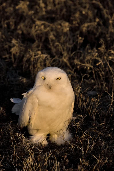 Snowy Owl at sunset — Stock Photo, Image