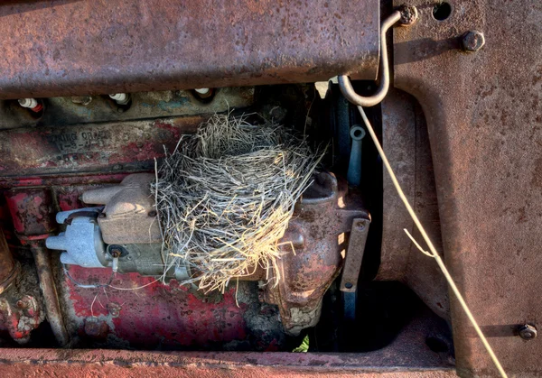 Робинс гнездится в старом тракторе — стоковое фото