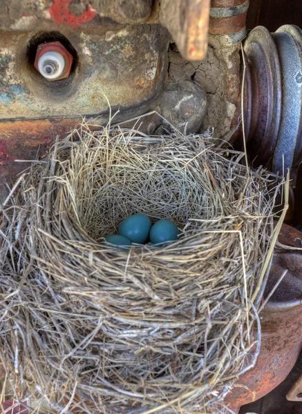 stock image Robins nest in old tractor