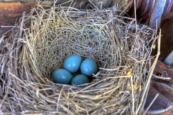 Stock image Robins nest in old tractor