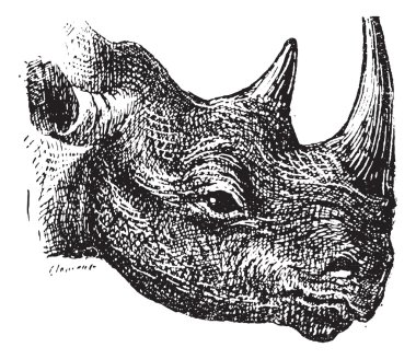 Black Rhinoceros or hook-lipped rhinoceros (Diceros bicornis), v clipart