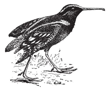 Snipe or Scolopacidae, vintage engraving clipart