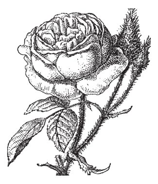 Moss Rose or Portulaca grandiflora, vintage engraving clipart