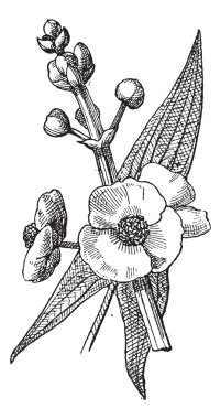 Sagittaria or Sagittaria sp., vintage engraving clipart