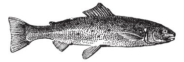 Salmon vintage engraving clipart