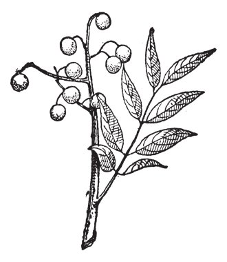 Goldenrain tree or Koelreuteria paniculata vintage engraving clipart