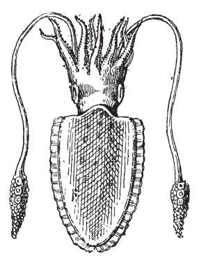 kalamar veya teuthida, antika gravür