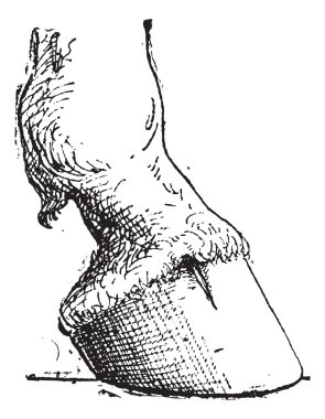 Horse Hoof, vintage engraving clipart