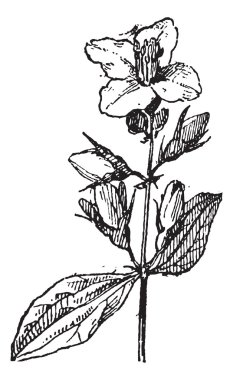 Mock-orange, vintage engraving. clipart