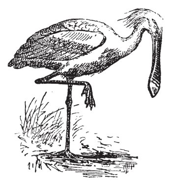 Spoonbill, vintage engraving. clipart