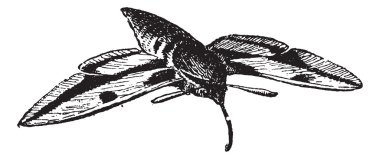 Sphinx moth or Hawk moth, vintage engraving. clipart