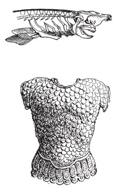Dogfish Shark or Squalidae, vintage engraving clipart