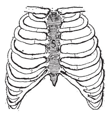 Göğüs kemiği veya göğüs, antika gravür.