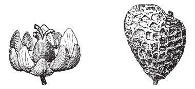 Avrasya smoketree veya rhus cotinus, antika gravür