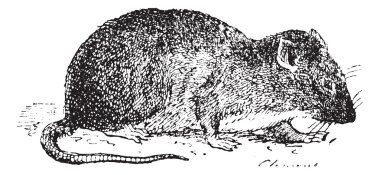 Brown rat or Sewer rat, vintage engraving. clipart