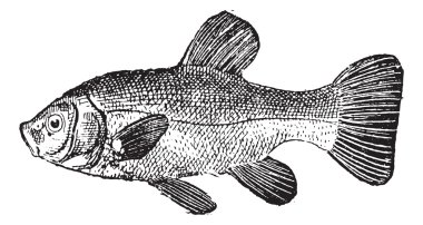 Kadife balığı veya tinca tinca antika gravür