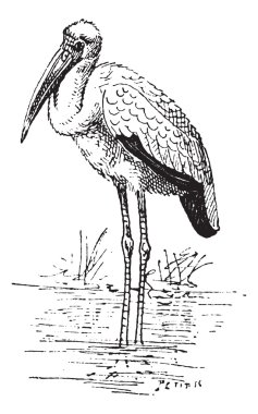 Yellow-billed Stork or Mycteria ibis vintage engraving clipart