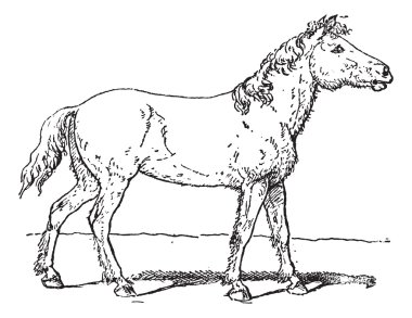 Tarpan veya equus ferus ferus antika gravür
