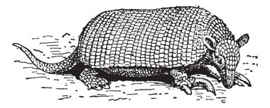 Giant armadillo or Priodontes maximus vintage engraving clipart