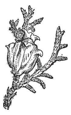 Eastern White Cedar or Thuja occidentalis, vintage engraving clipart