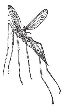 Crane fly or mosquito hawk, vintage engraving. clipart