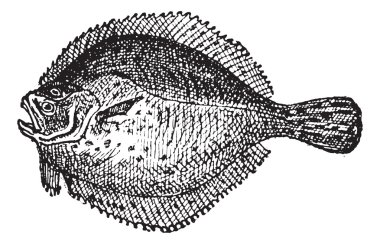 Kalkan balığı veya scophthalmus maximus, antika gravür