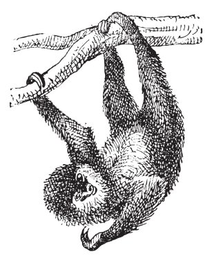Sloth, vintage engraving clipart