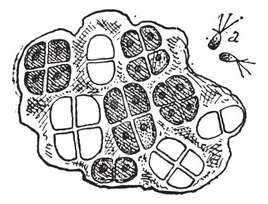 Deniz marul veya ulva sp., antika gravür