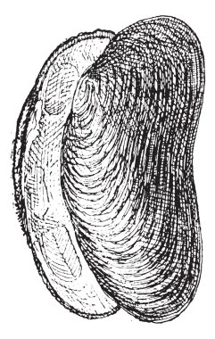 River Mussel or Unio sp., vintage engraving clipart