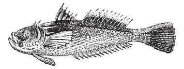 Stargazer or Uranoscopus, vintage engraving clipart