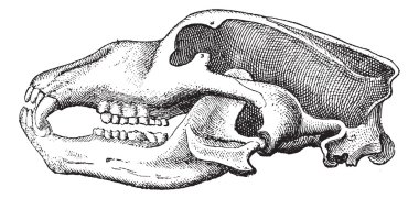 Cave Bear or Ursus spelaeus, vintage engraving clipart