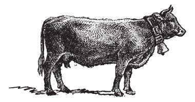 Swiss cattle breed, vintage engraving. clipart