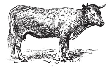 Garonne cattle, vintage engraving. clipart