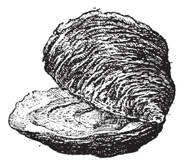 Oyster (bivalve mollusc), vintage engraving. clipart