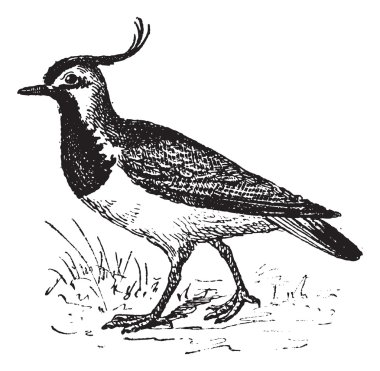 Vanellinae or crested lapwing, vintage engraving. clipart
