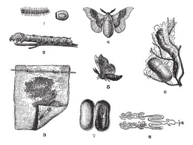 Silkworm or Bombyx mori, vintage engraving clipart