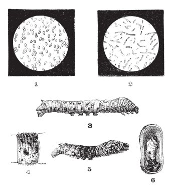 Diseases of Silkworms, vintage engraving clipart