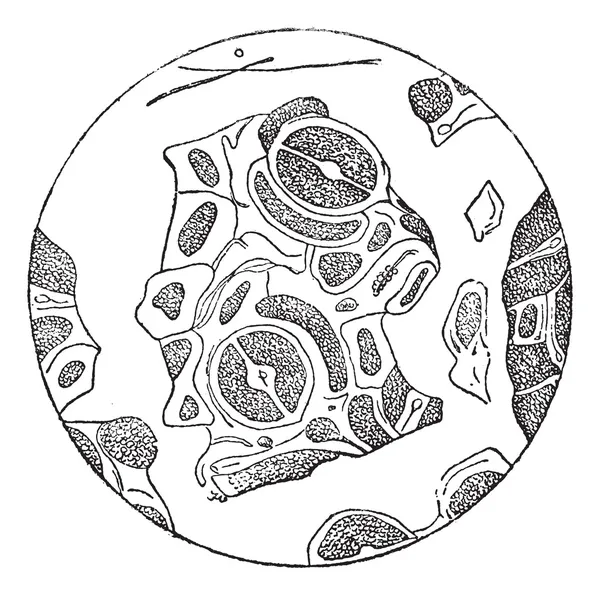 Yaprak parçaları mikroskop altında görülen antika gravür — Stok Vektör